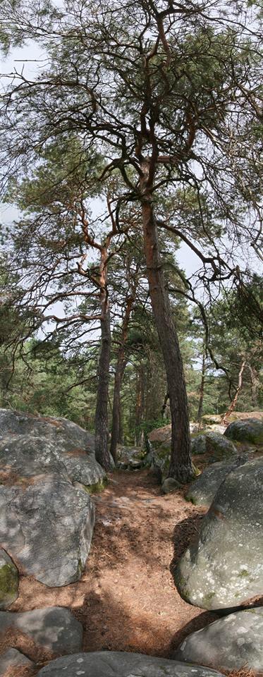 pano arbres Fantainebleau