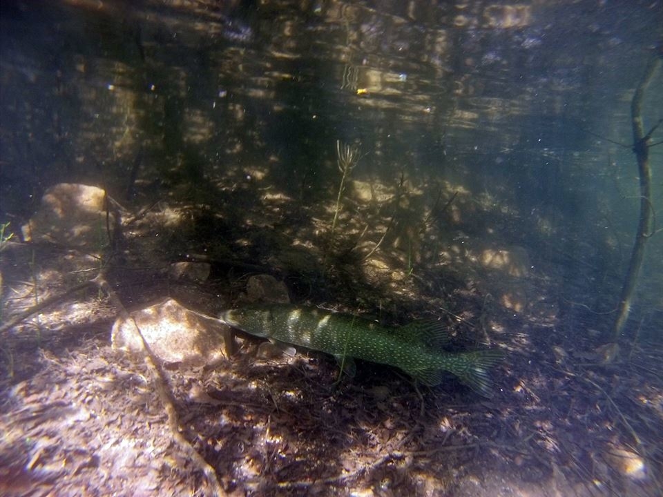 JVPlonger - La Roche-En-Brnil : apne lacustre au prs d'un brochet de 1m