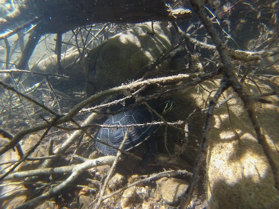 JVPlonger - La Roche en Brénil : Découverte d'une tortue de Floride