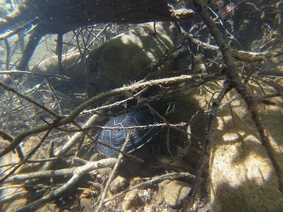 JVPlonger - La Roche en Brnil : Dcouverte d'une tortue de Floride